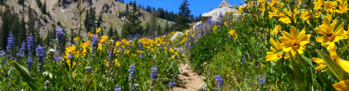 Wildflowers in the Mountains