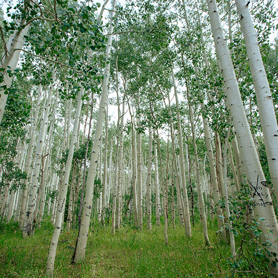 Aspen Trees